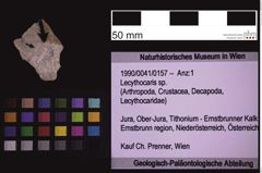 Foto (Objekt + Etiketten) von Lecythocaris sp. (NHMW-GEO-1990-0041-0157)